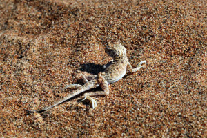 lagarto