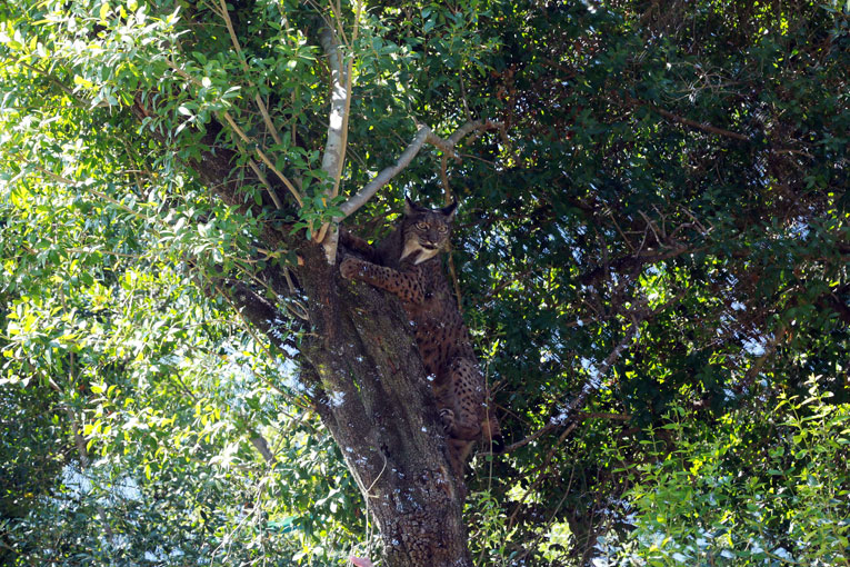 Lince Ibérico 