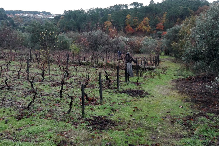 Trail por Terras de Algodres