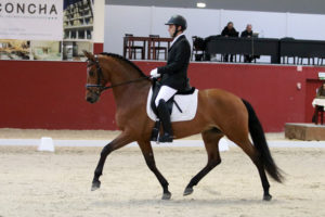 Academia Equestre