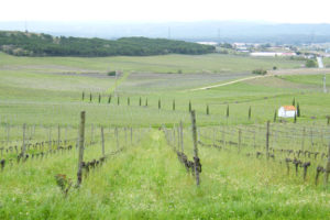 Anadia Wine