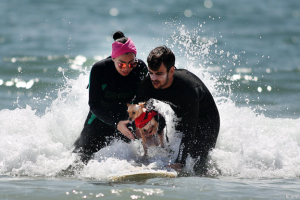 Surf n´Dogs