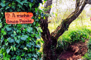 Nexebra Trail