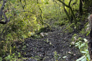 Trail da Amizade