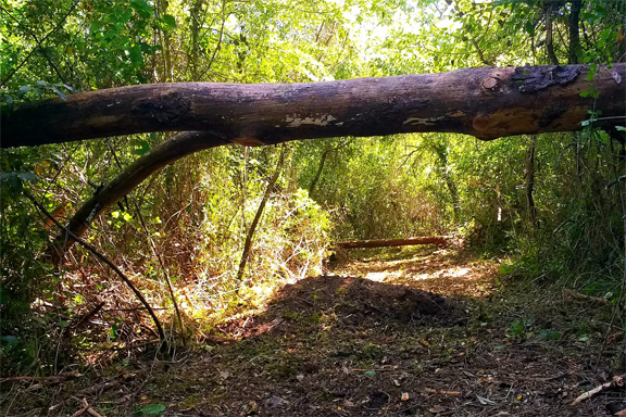 Gordos