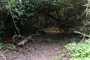 trail